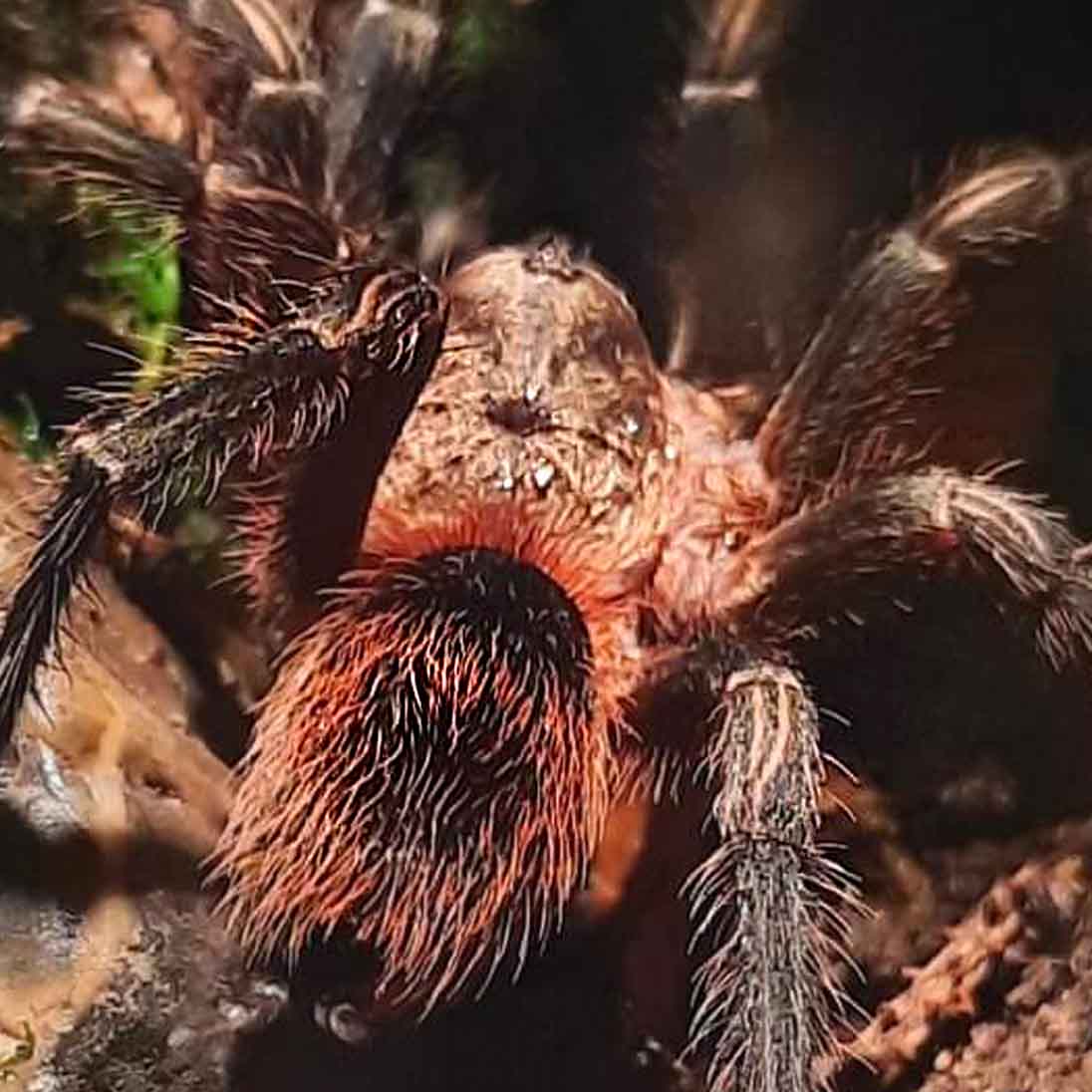 Thrixopelma pruriens-Abdomen