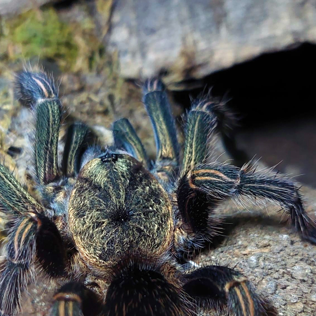 Thrixopelma pruriens-Prosoma