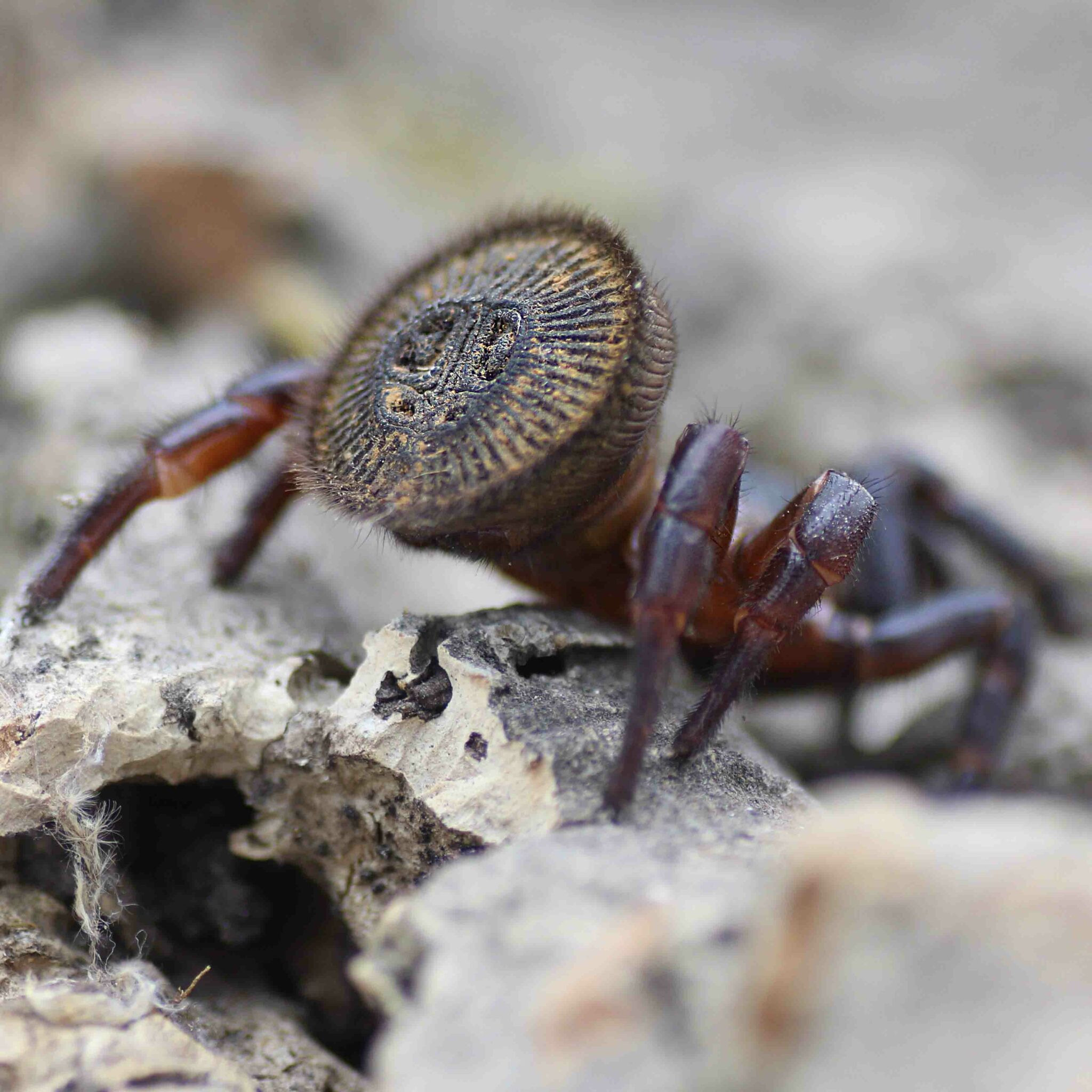 Cyclocosmia Ricketti Insektenliebe