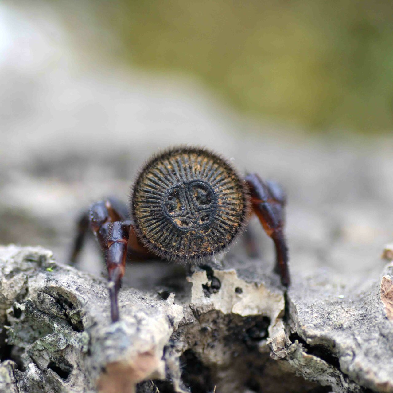 Cyclocosmia Ricketti Insektenliebe