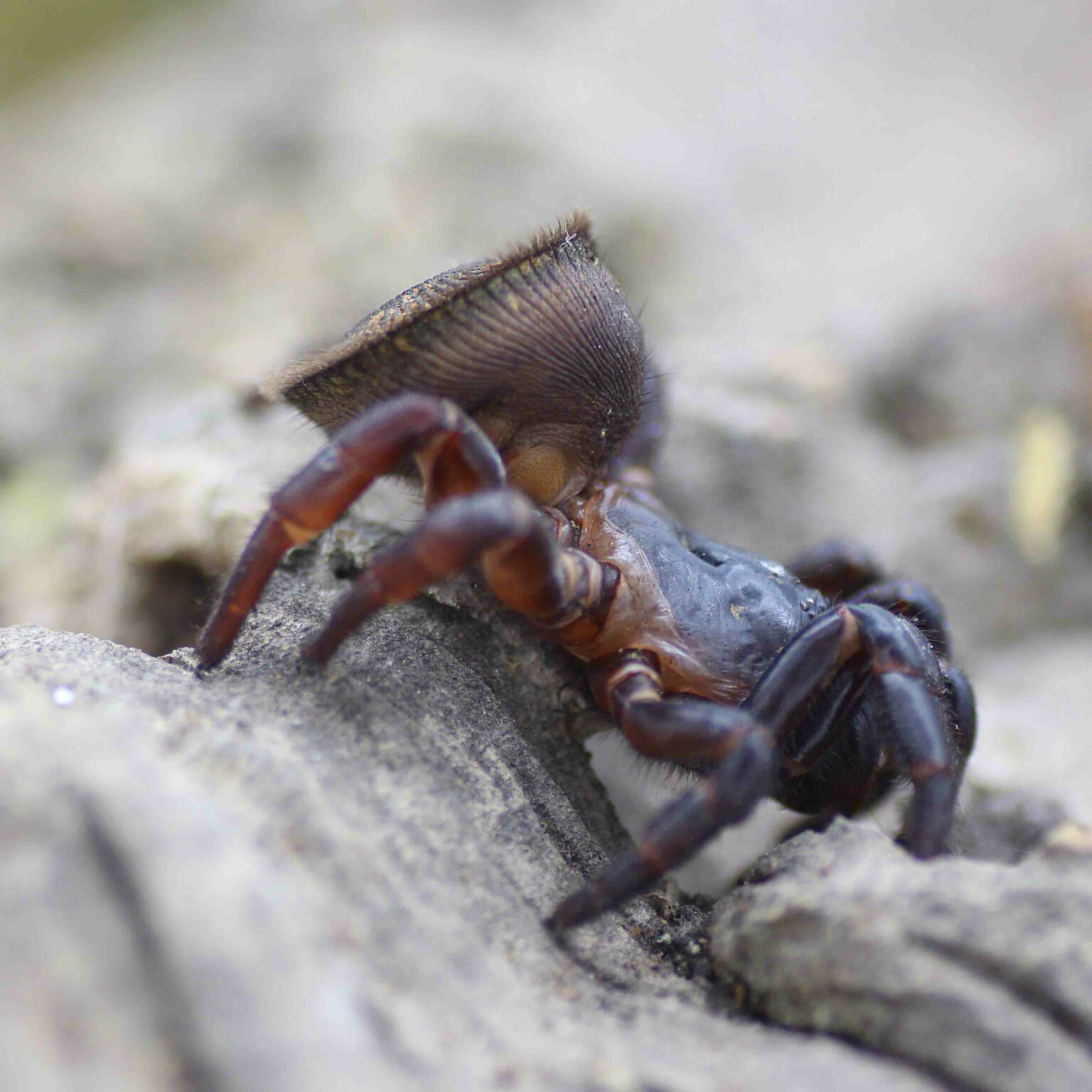 Cyclocosmia Ricketti Insektenliebe