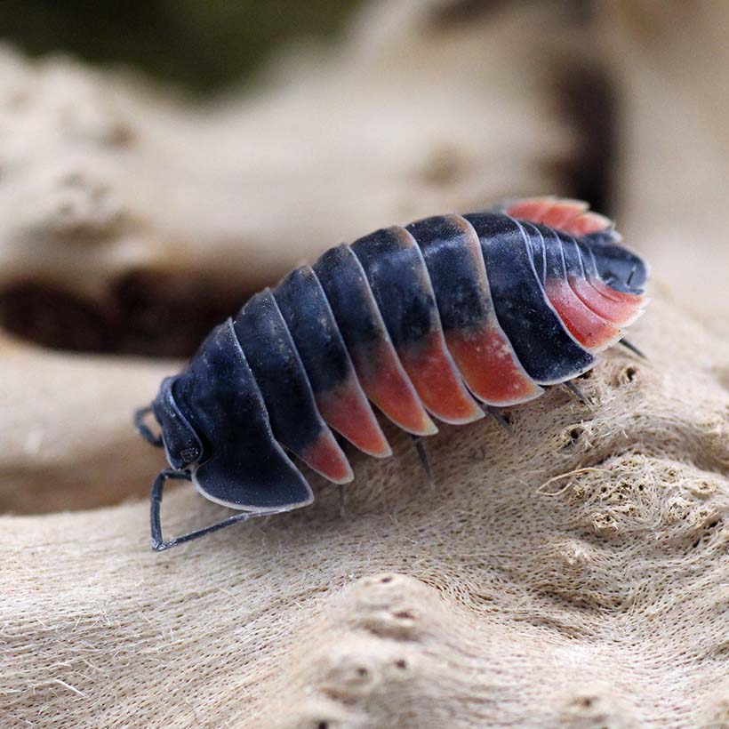 Merulanella-spec.-22Lava22-Seite