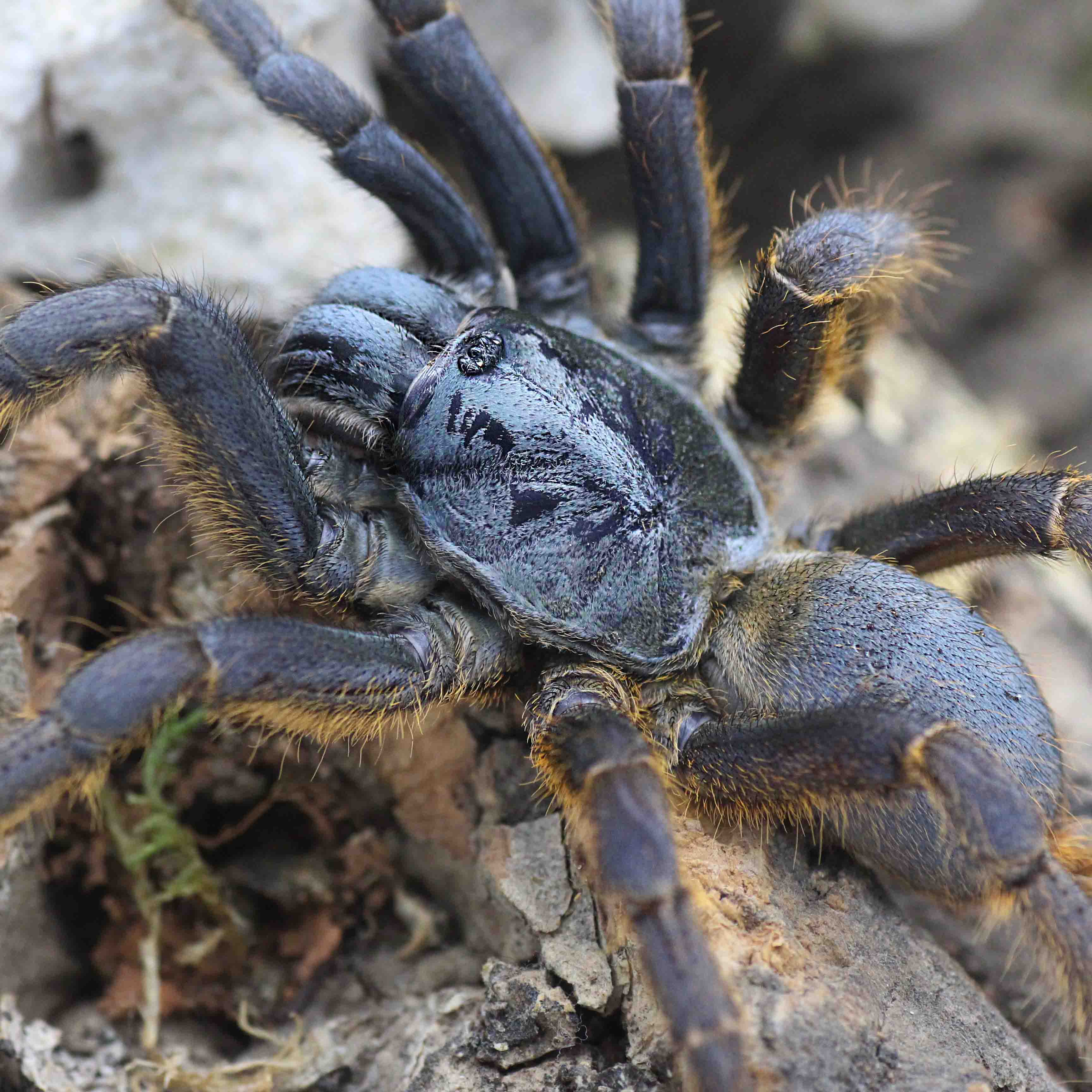 Ornithoctoninae sp. „Vietnam Silver” Nahaufnahme