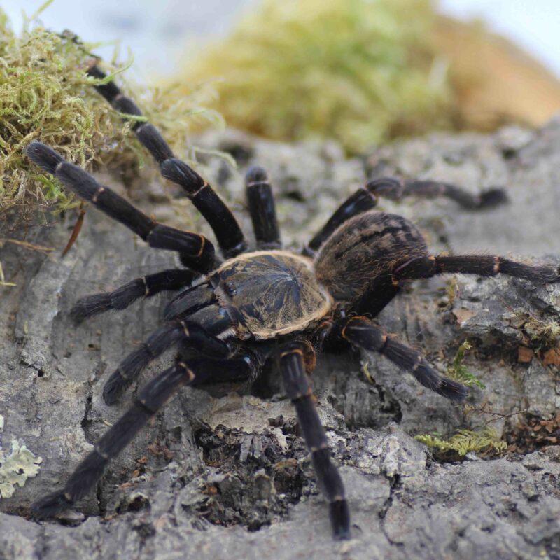 Cyclocosmia Ricketti Insektenliebe