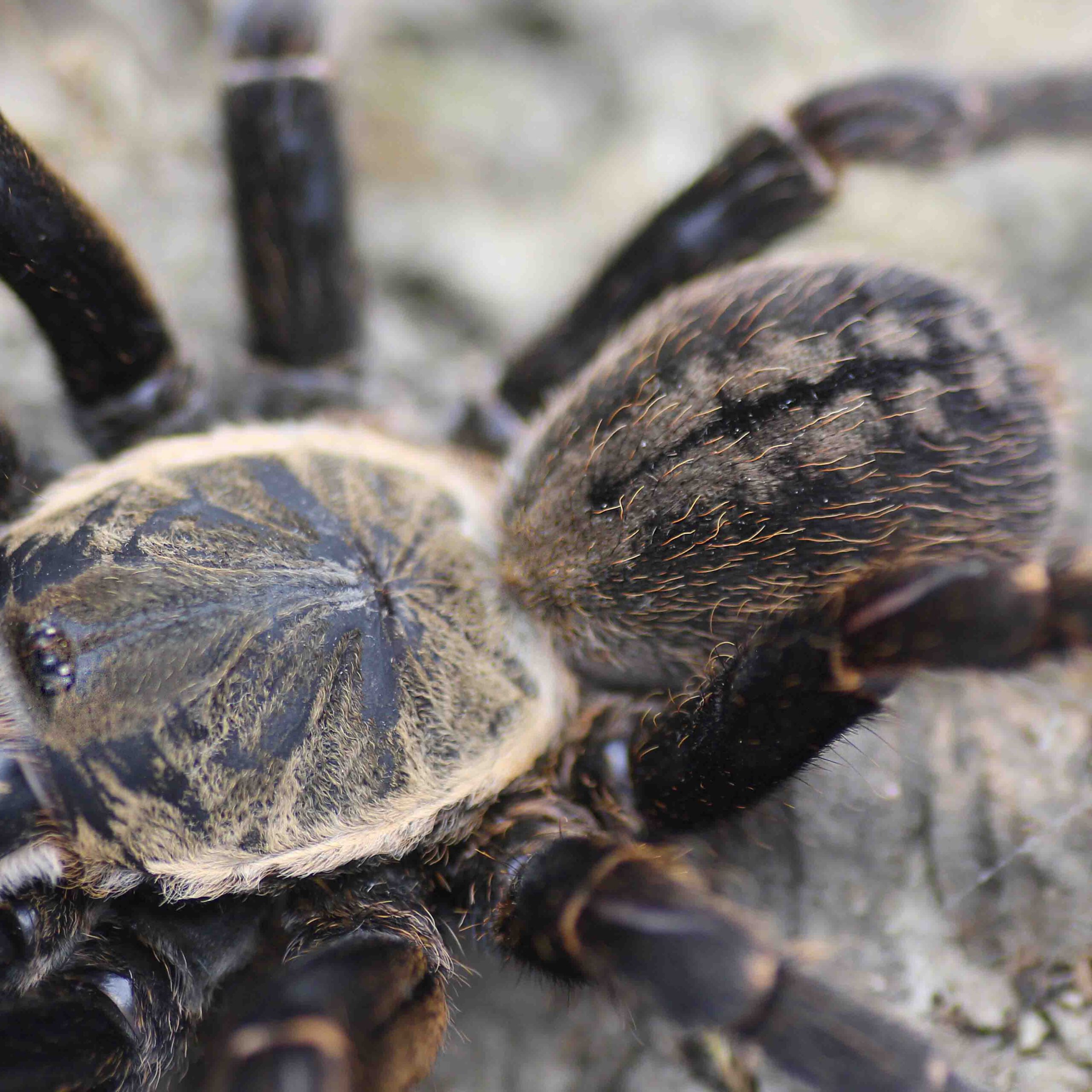 Ornithoctoninae species—“Bachma”—close-up