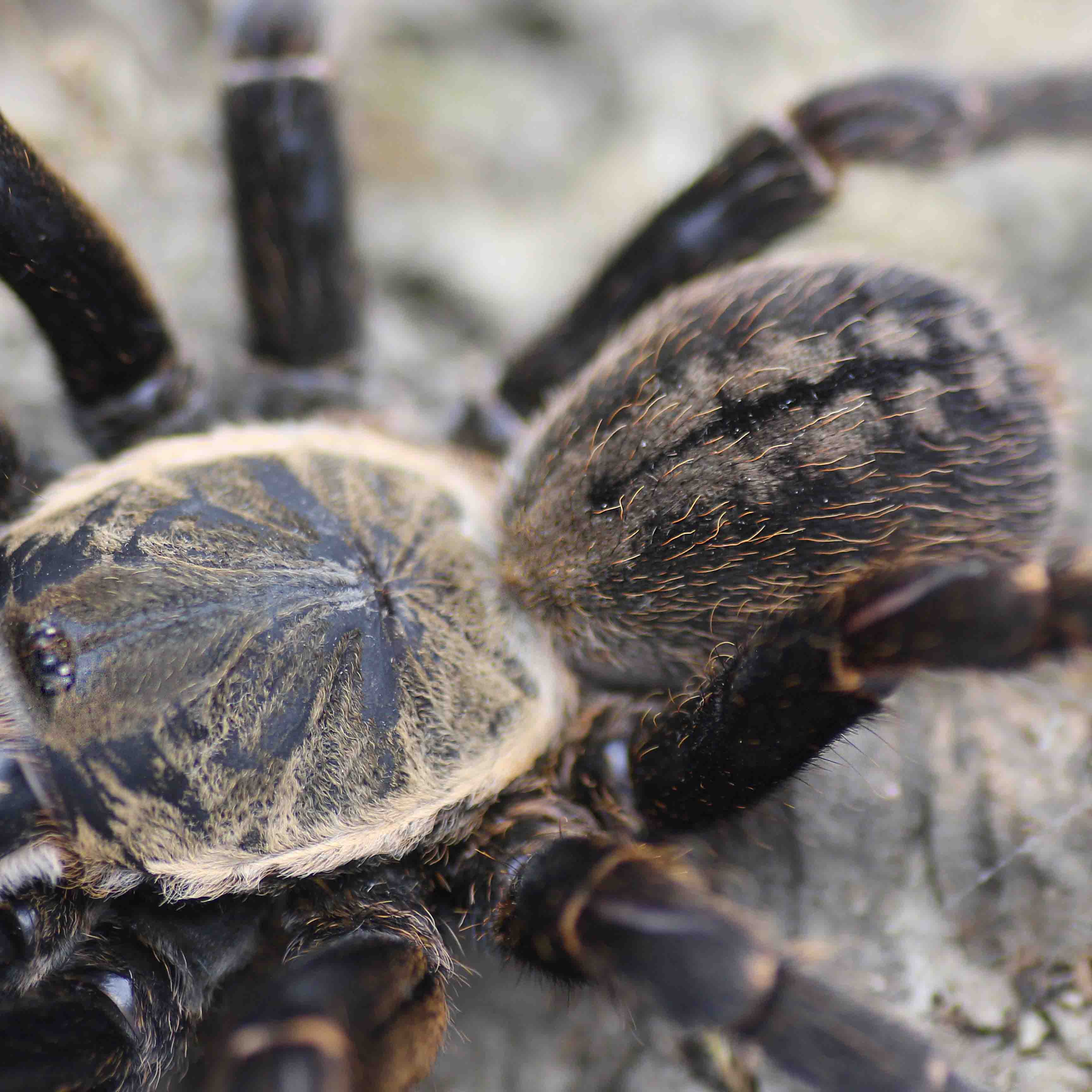 Haplopelma spec. “Bach Ma”