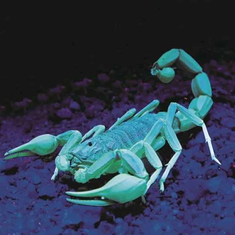 Skorpion unter Schwarzlicht