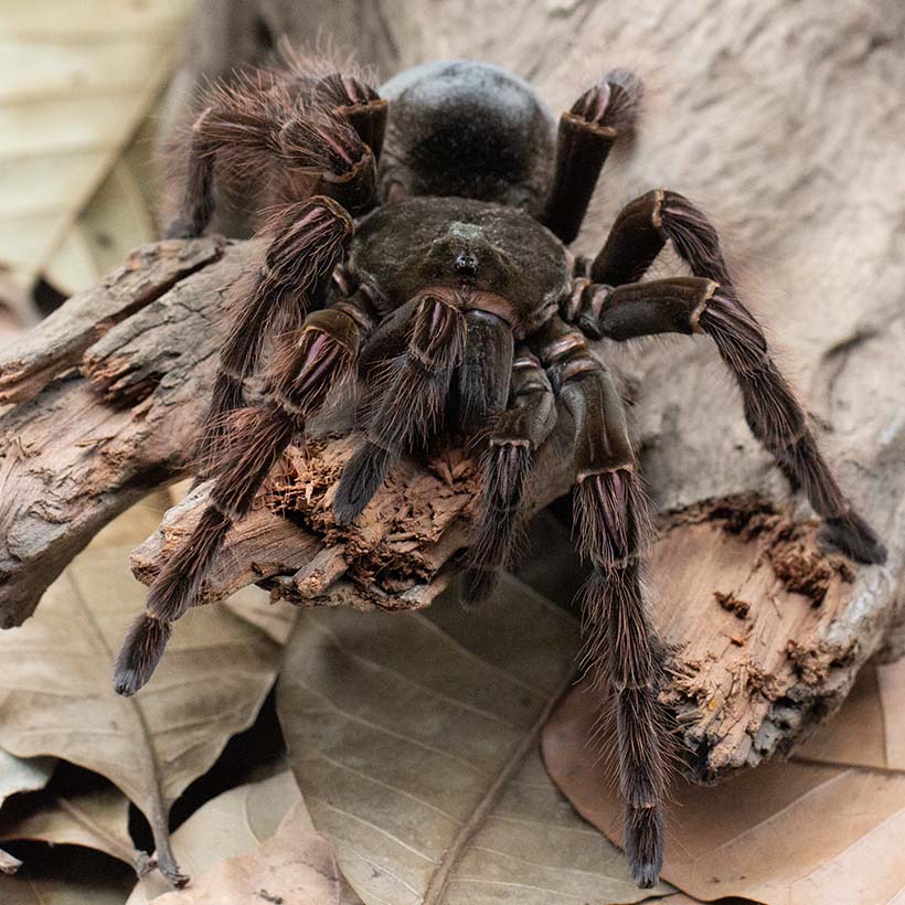 Theraphosa blondi- Front