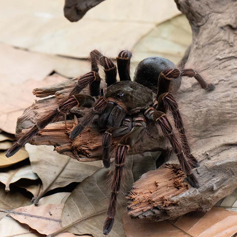 Theraphosa blondi root anchor