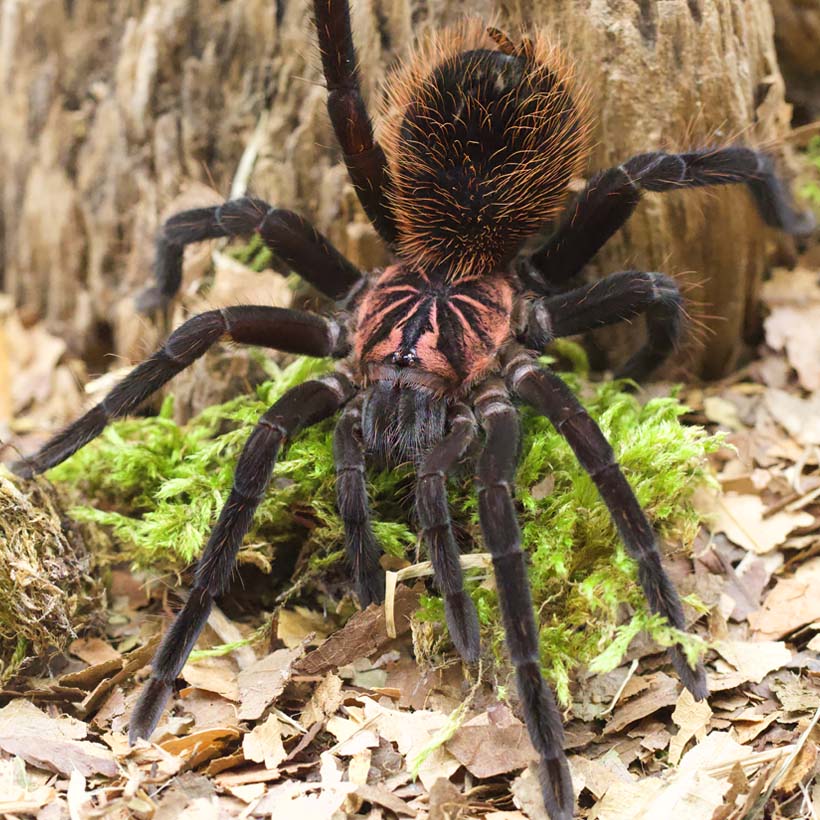 Xenesthis intermedia