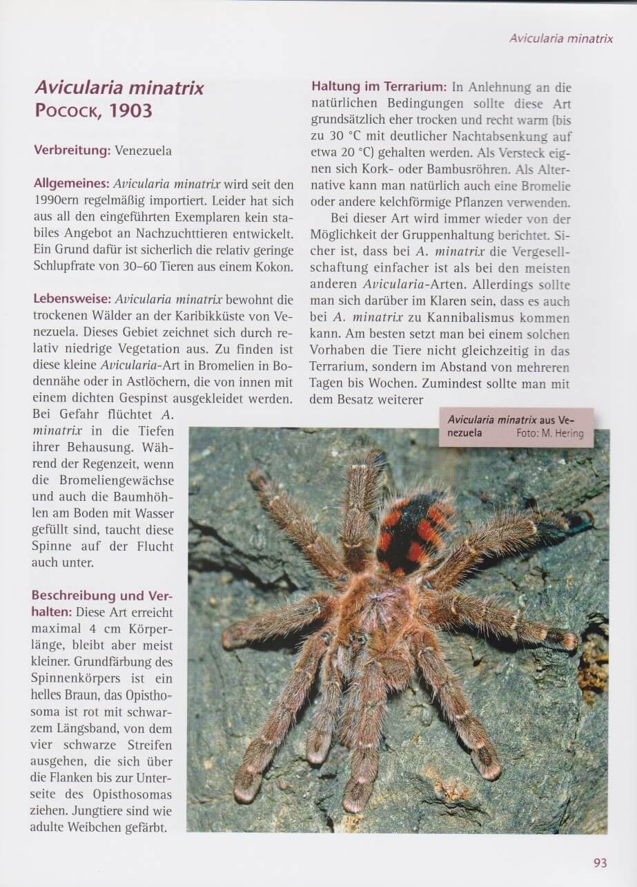 Zwergvogelspinnen Insektenliebe