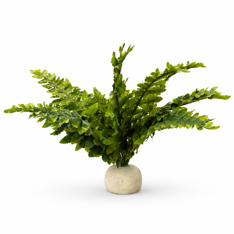 Exo Terra Boston Farn