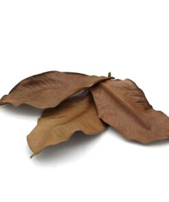 Mangosteen leaves