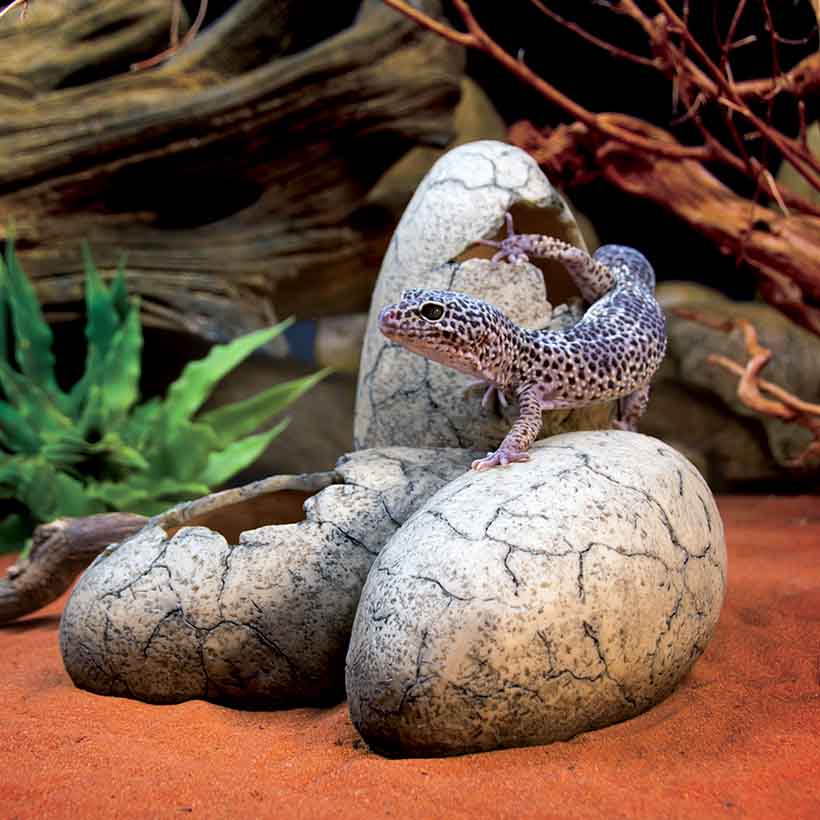 Exo Terra Dinosaurier-Eier Leopardgecko