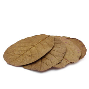 Seemandelbaumblaetter