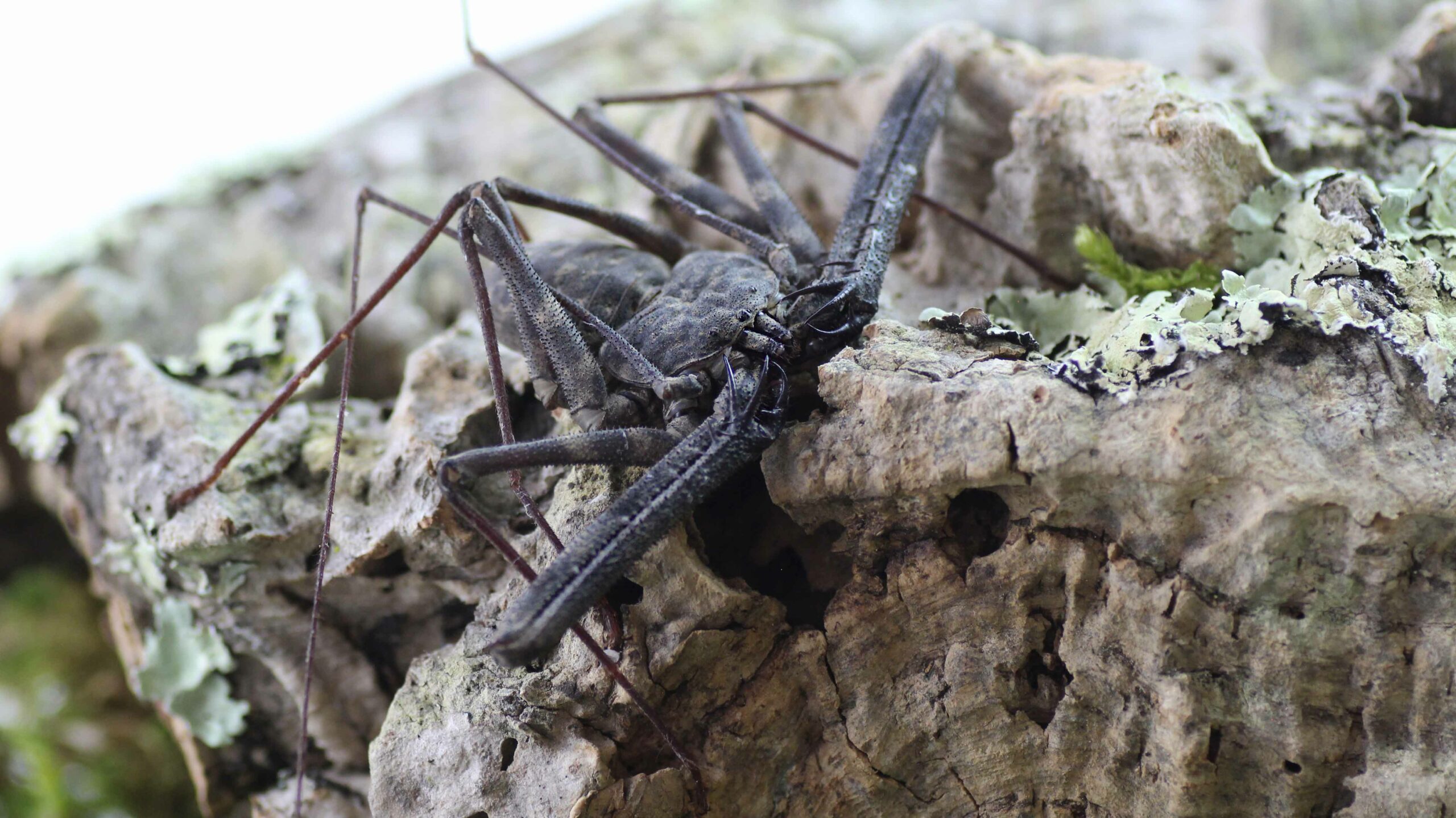 Geißelspinnen: Die ungewöhnlichsten Spinnen der Welt!