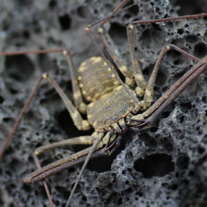 Euphrynichus-bacillifer-Lavafels