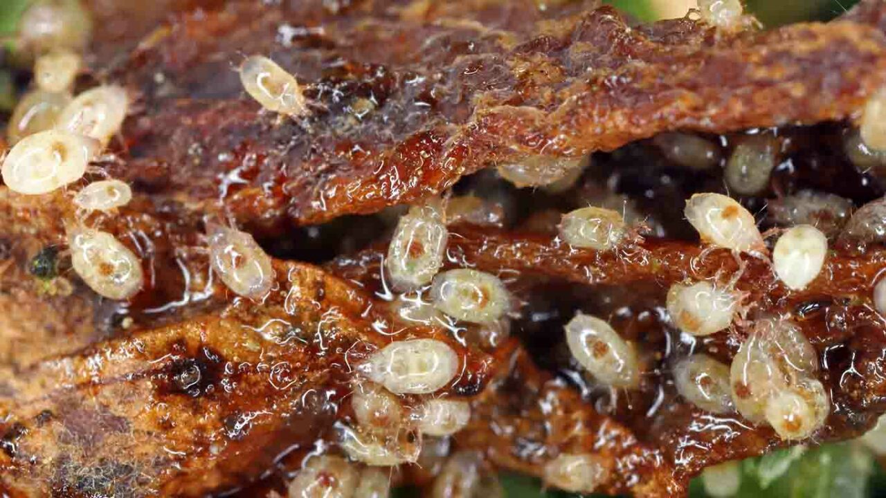 Insect and terrarium shop Insektenliebe