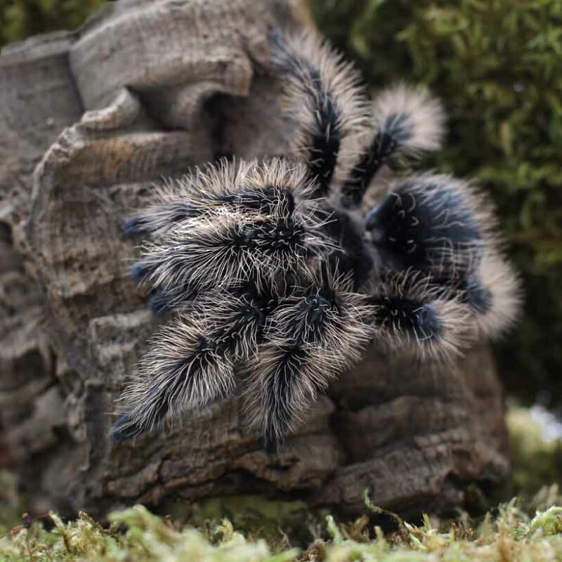 Tliltocatl albopilosus Insektenliebe