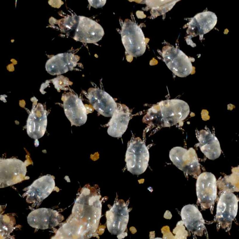 Mites in terrarium causes, prevention and solution Insektenliebe