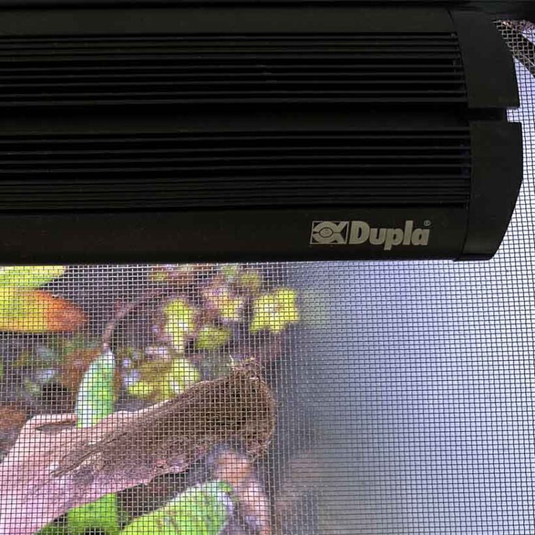 Mites in terrarium causes, prevention and solution Insektenliebe