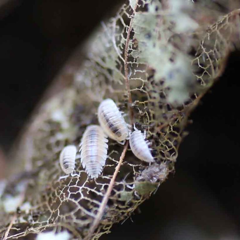 Mites in terrarium causes, prevention and solution Insektenliebe