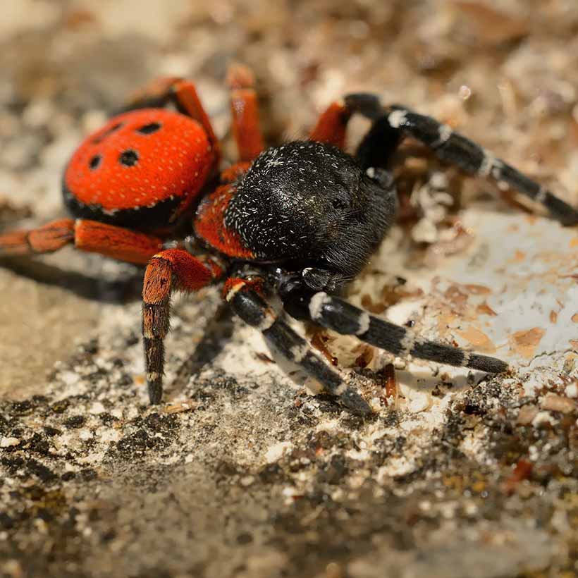 Eresus-walckenaeri-1