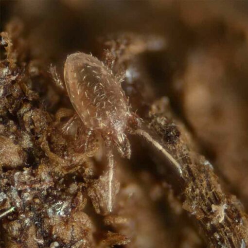 Mites in terrarium causes, prevention and solution Insektenliebe