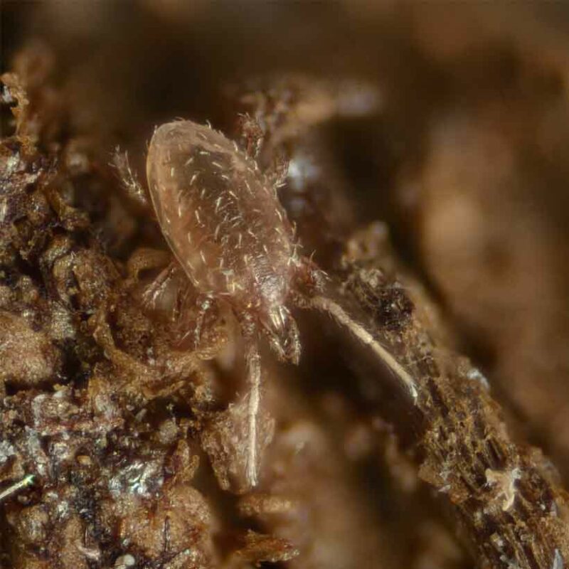 Mites in terrarium causes, prevention and solution Insektenliebe