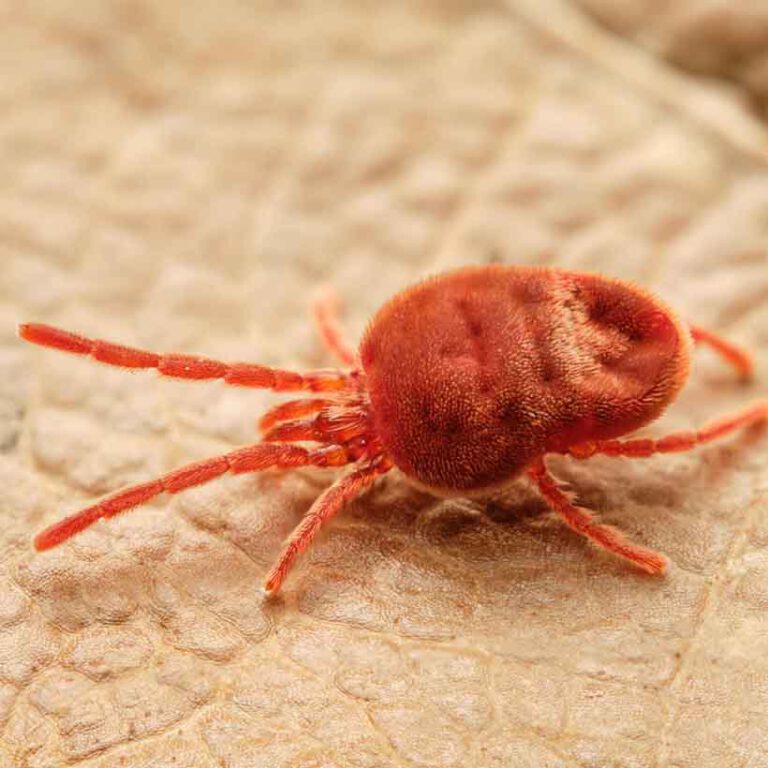 Mites in terrarium causes, prevention and solution Insektenliebe