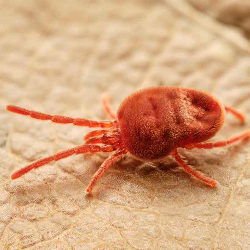 Mites in terrarium causes, prevention and solution Insektenliebe