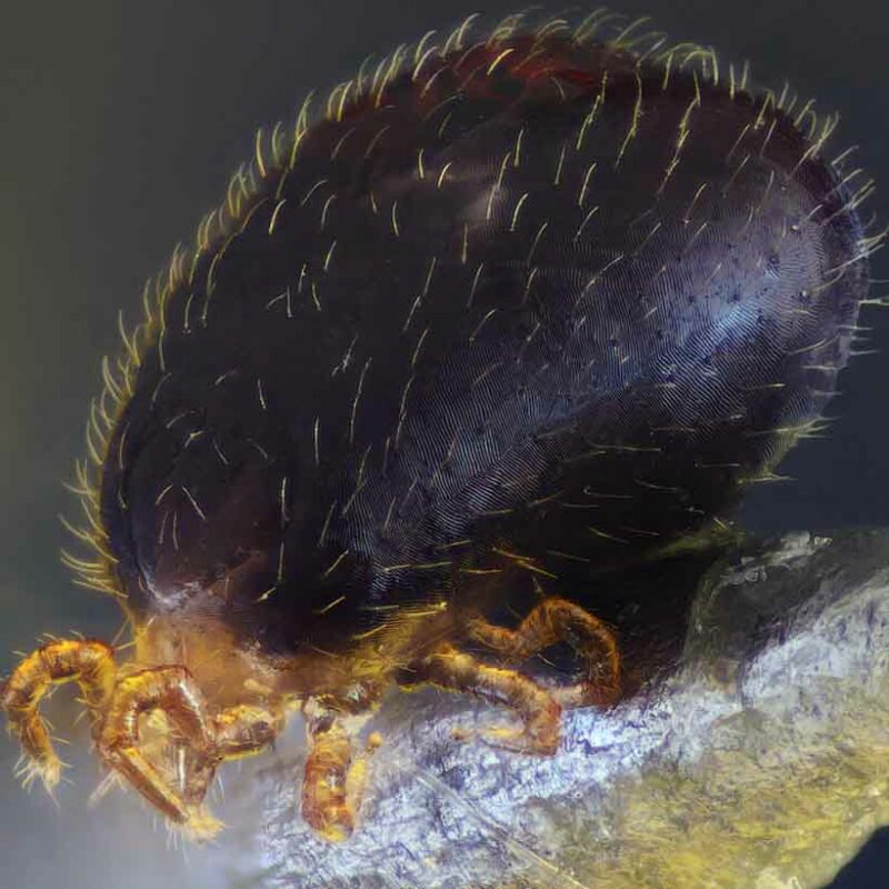 Mites in terrarium causes, prevention and solution Insektenliebe