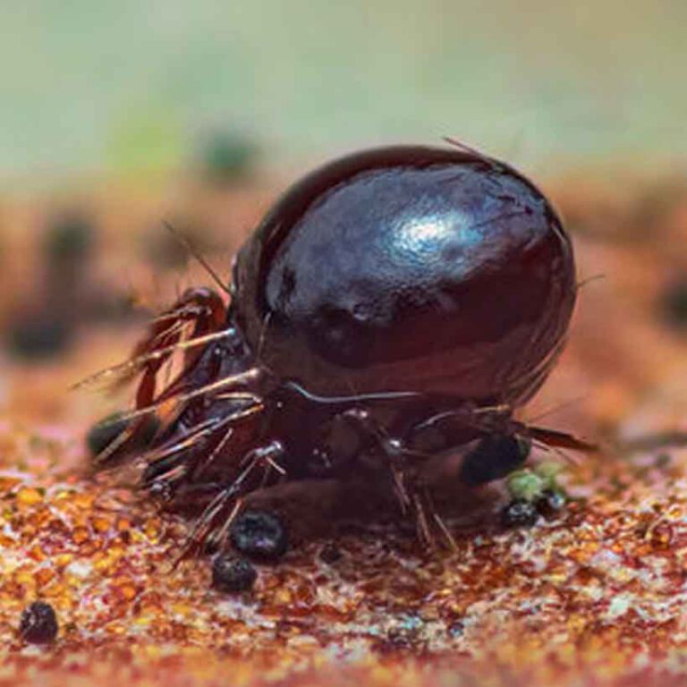 Mites in terrarium causes, prevention and solution Insektenliebe