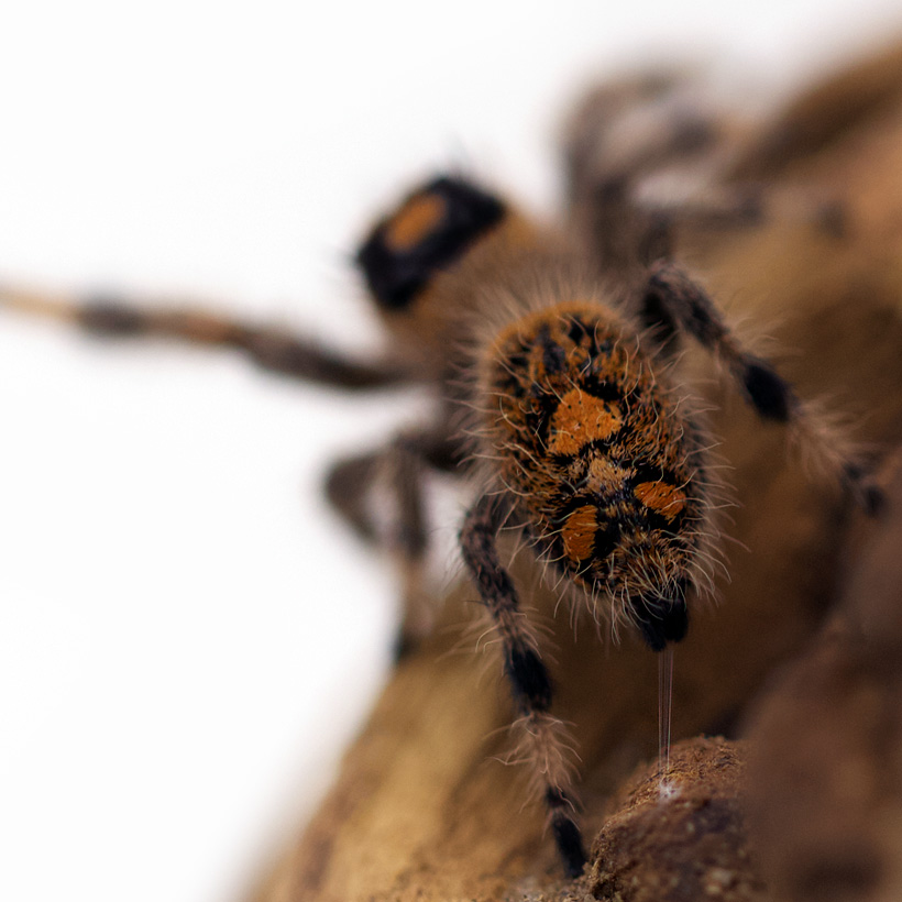 Phidippus regius „dos Gardenas“-Abdomen