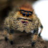 Phidippus regius „dos Gardenas“-Nahaufnahme