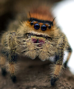 Phidippus regius „dos Gardenas“-Nahaufnahme