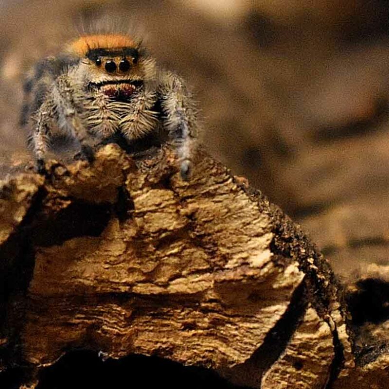 Phidippus regius