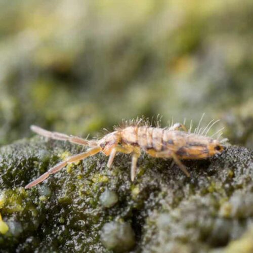 Mites in terrarium causes, prevention and solution Insektenliebe