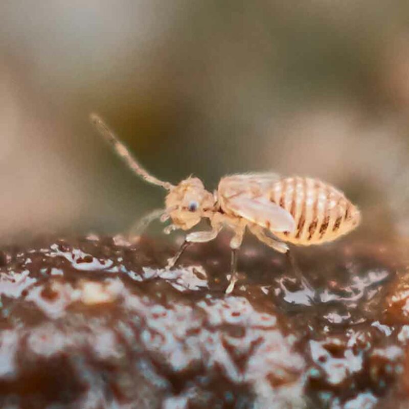 Mites in terrarium causes, prevention and solution Insektenliebe