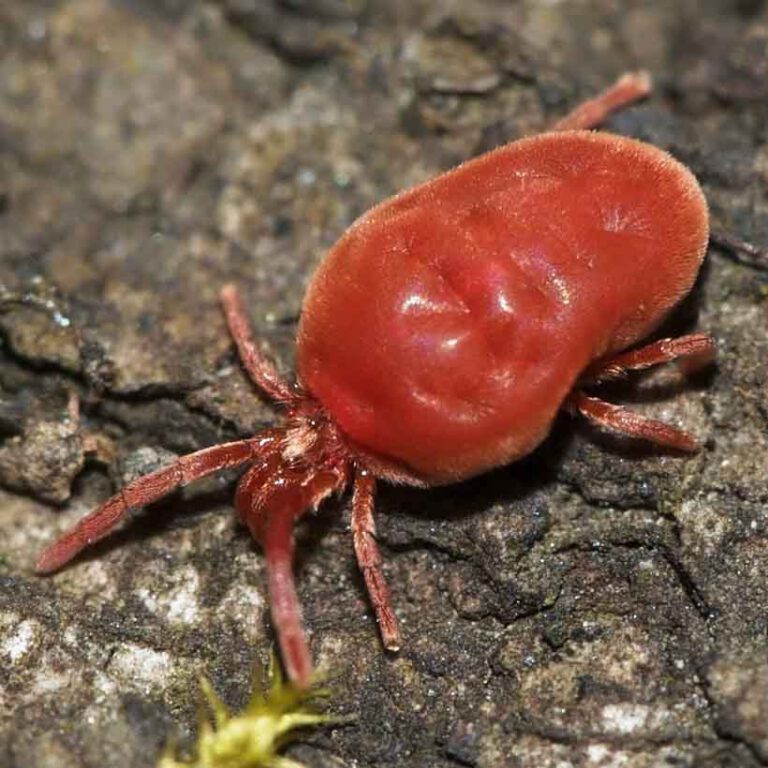 Mites in terrarium causes, prevention and solution Insektenliebe