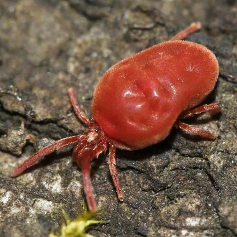 Mites in terrarium causes, prevention and solution Insektenliebe