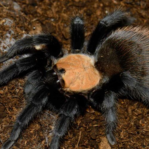 Brachypelma albiceps - Insektenliebe
