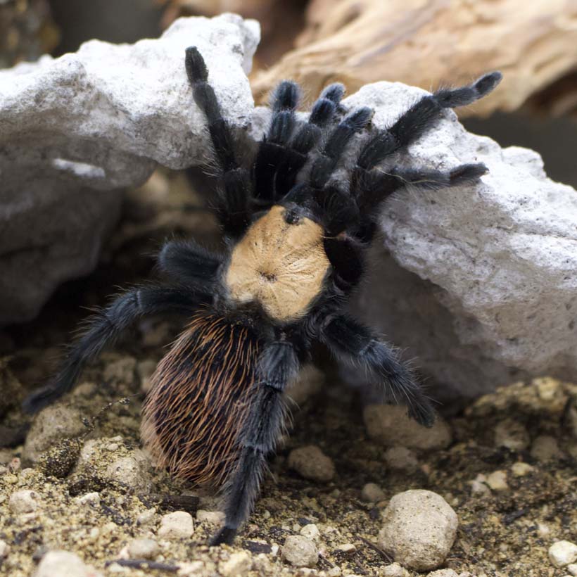 Brachypelma albiceps- Höhle