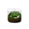 Bioloark- Luji Glass Cup