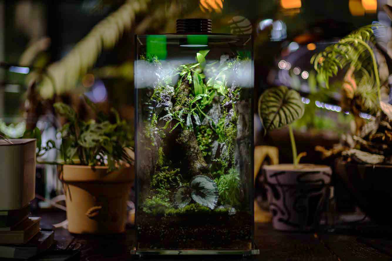 Die meditative Wirkung von Terrarien