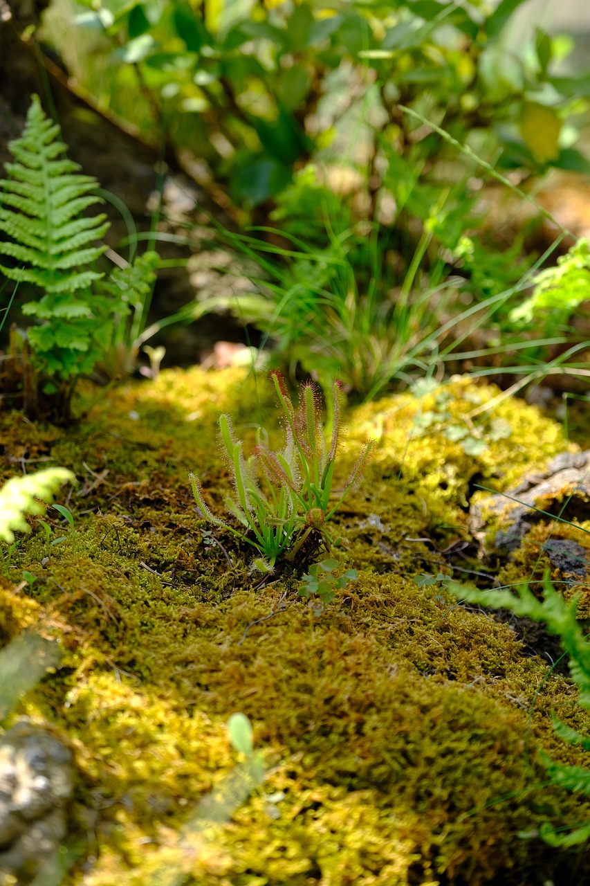 Terrarium-Entspannung