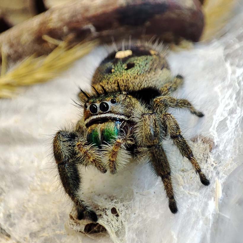 Scientists find a colorful jumping spider that is color blind •