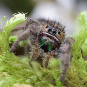 Phidippus bidentatus "Maya"