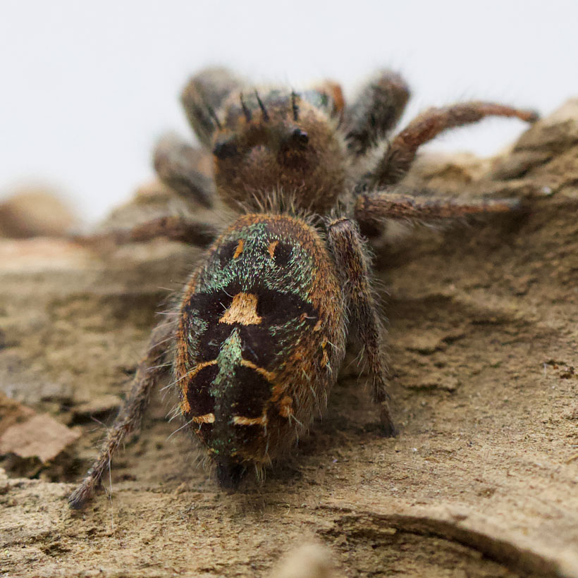 Phidippus bidentatus „Maya“- Abdomen