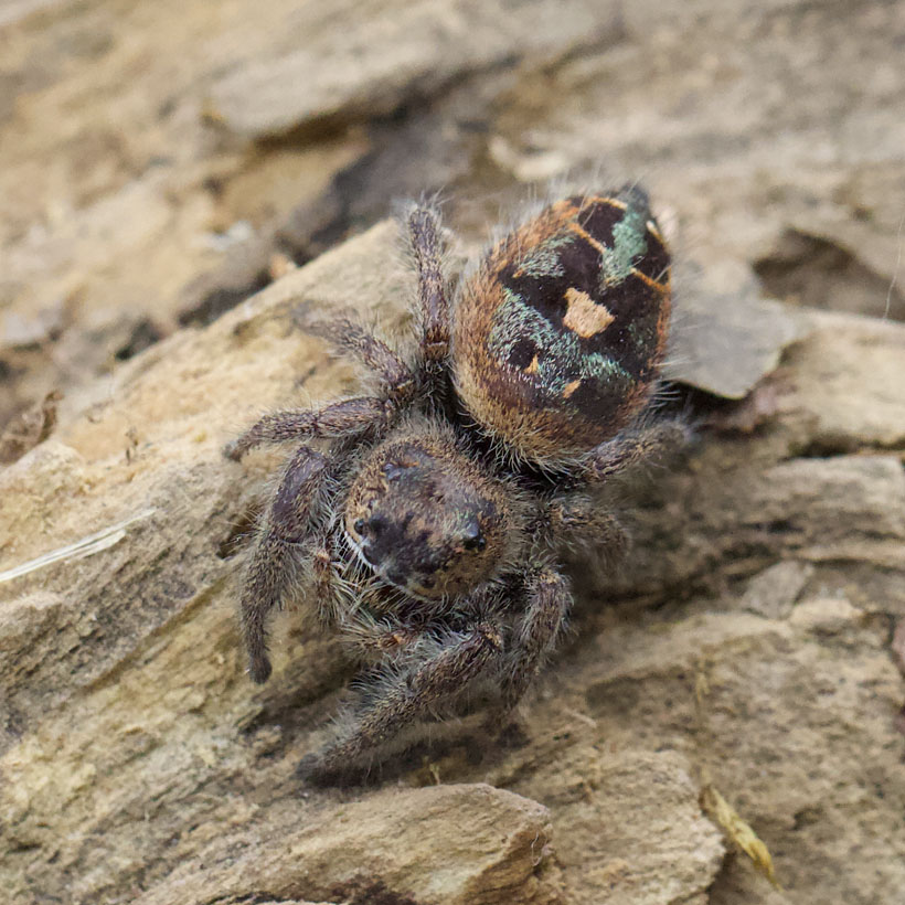 Phidippus bidentatus „Maya“- Vogelperspektive